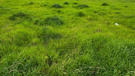 Fondo de la naturaleza. Exuberante prado verde con patrón de hierba natural y trébol. Primavera al aire libre floral, textura de la cubierta del suelo. Concepto de conservación ambiental para diseño, banner. Foto de alta calidad