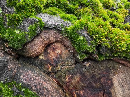 écorce d'arbre couverte de mousse près avec des textures vertes vibrantes. Fond naturel. Détail des natures, durée de vie de la couverture morte et concept d'écosystème forestier pour la conception et l'impression. Photo de haute qualité