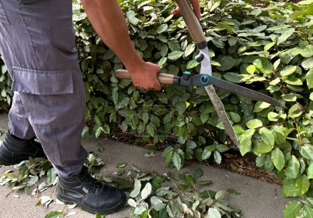 Man using large garden shears to trim green ivy bushes, focusing on plant care and landscape maintenance, with cut leaves scattered on the ground. Gardening activity in detail. High quality photo