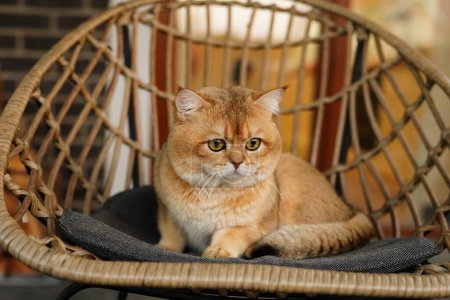Foto de Gato de jengibre sentado en una silla. Británico dorado con enormes ojos verdes relajantes al aire libre. - Imagen libre de derechos
