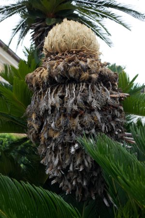 Téléchargez les photos : Gros plan cyclique dans le feuillage vert des palmiers. Photo de haute qualité - en image libre de droit