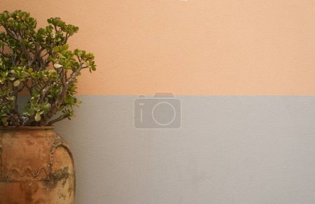 Foto de Crassula tree in an old clay pot against the background of a texture wall. High quality photo - Imagen libre de derechos