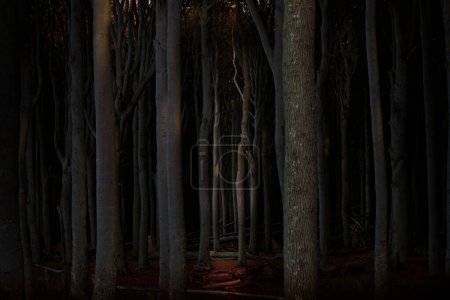 Téléchargez les photos : View of tree trunks in the night ghost forest. High quality photo - en image libre de droit