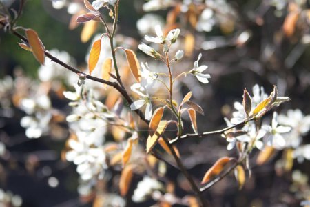 Blossoming branch of Amelanchier laevis close-up. High quality photo