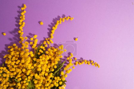 Photo for Yellow mimosa flowers on a purple background copy space. High quality photo - Royalty Free Image