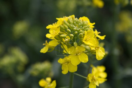 Photo for Yellow rapeseed flowers close up. High quality photo - Royalty Free Image