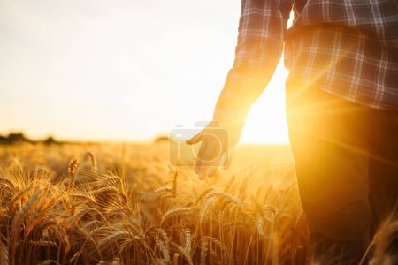 Téléchargez les photos : Silhouette d'un agriculteur agronome dans un champ de blé doré. Le mâle tient dans sa main des épis de blé. Croissance agricole et concept d'entreprise agricole - en image libre de droit