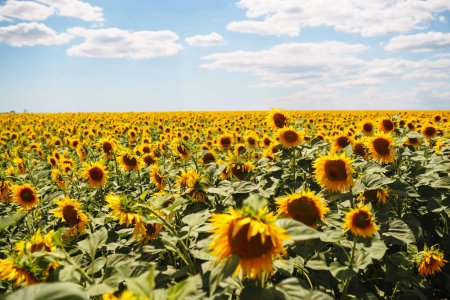 Téléchargez les photos : Sunflower field. Close up of sunflower on farm. Rural landscape. - en image libre de droit
