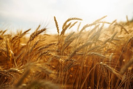 Hintergrund der reifenden Ähren des Weizenfeldes und blauer Himmel. Nahaufnahme Foto der Natur. Landwirtschaftskonzept. Die Idee einer reichen Ernte