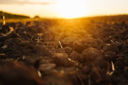 Photo for Plowed field at sunset.  Agriculture, gardening or ecology concept. - Royalty Free Image