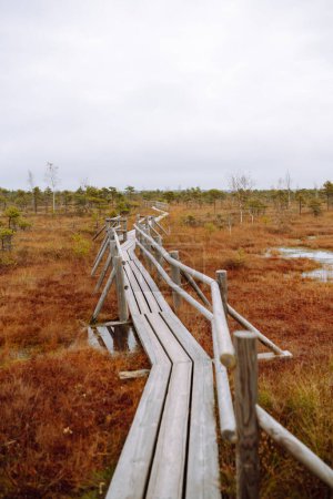 Téléchargez les photos : Promenez-vous le long du sentier en bois le long du marais, zones humides dans le parc naturel. Le concept de la nature. Vue des marais. - en image libre de droit