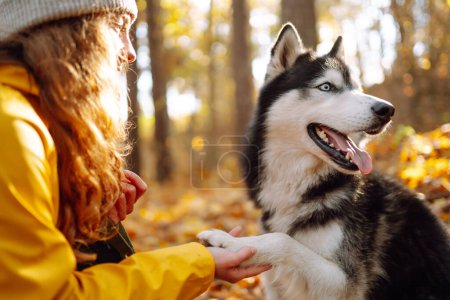 Lächelnde Frau in gelbem Mantel spaziert bei sonnigem Wetter mit ihrem niedlichen Haustier Husky durch den herbstlichen Wald. Tierbesitzerin geht gern mit Hund im Freien spazieren.