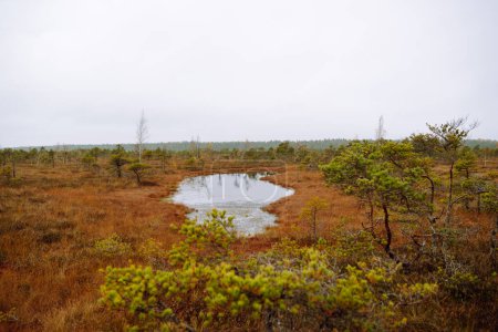 Foto de Pantanos en el bosque de otoño. Vista de un humedal en un parque natural. Paisaje pantanoso. Concepto de naturaleza. - Imagen libre de derechos
