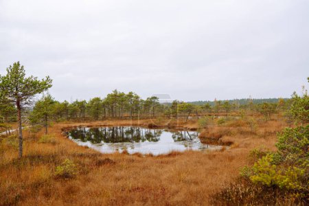 Foto de Pantanos en el bosque de otoño. Vista de un humedal en un parque natural. Paisaje pantanoso. Concepto de naturaleza. - Imagen libre de derechos