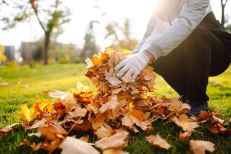 A volunteer wearing gloves collects a bunch of yellow fallen leaves in an autumn park. Cleaning the environment. Volunteerism and ecology concept.