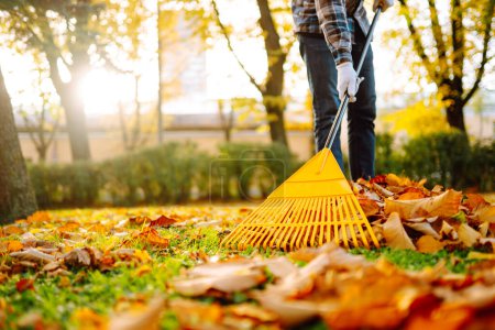 Photo for Man in his hands with a fan-shaped yellow rake collects fallen autumn leaves in the park. A rake and a pile of leaves on the lawn. Autumn cleanliness in the garden yard. - Royalty Free Image