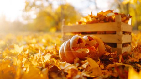 Photo for Halloween pumpkins in the autumn park on fallen leaves. Holiday concept, tradition. - Royalty Free Image