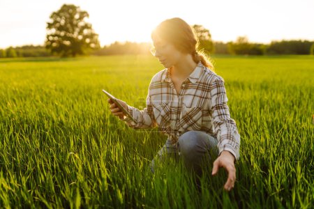 Photo for Young woman agronomist works on a modern digital tablet on a green wheat field. A senior woman farmer checks the quality of young wheat sprouts using a tablet. - Royalty Free Image