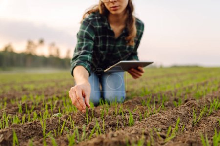 Téléchargez les photos : Une agronome examine de nouvelles pousses germées sur le terrain à l'aide d'une tablette numérique. agricultrice travaillant avec une tablette moderne sur un champ vert. - en image libre de droit