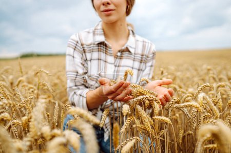 Téléchargez les photos : Une agricultrice vérifie la qualité des grains de blé sur les épillets du champ. Une travailleuse agricole touche les épis de blé pour s'assurer que la récolte est en bon état. Agriculture, commerce, harves - en image libre de droit