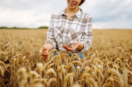Téléchargez les photos : Une agricultrice vérifie la qualité des grains de blé sur les épillets du champ. Une travailleuse agricole touche les épis de blé pour s'assurer que la récolte est en bon état. Agriculture, commerce, harves - en image libre de droit