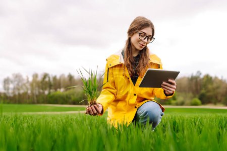 Téléchargez les photos : Une agricultrice dans un champ de blé examine les germes de blé. Concept d'agriculture, jardinage. - en image libre de droit
