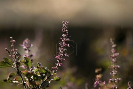 Téléchargez les photos : Basilic Saint ou Tulasi frais bio avec des fleurs violettes dans le jardin. Ocimum tenuiflorum. plante à base de plantes. Plante tulsi dans le jardin. - en image libre de droit