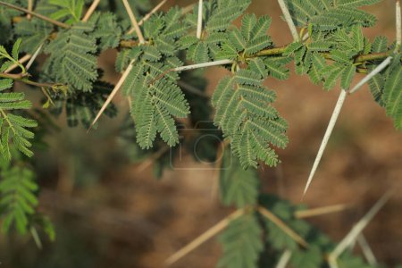Photo for Gum arabic tree. Vachellia nilotica. Babul. Acacia nilotica. Thorn mimosa. Egyptian acacia. Thorny acacia. - Royalty Free Image