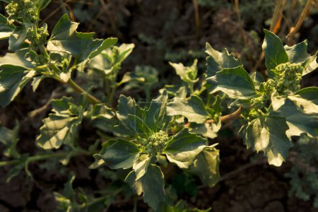 Photo for Closeup details of Artemisia vulgaris. Common mugwort. - Royalty Free Image