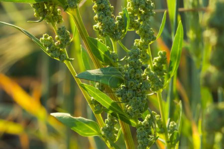 Photo for Closeup details of Artemisia vulgaris. Common mugwort. - Royalty Free Image