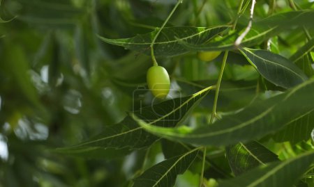 Photo for Neem tree fruit closeup. Azadirachta Indica. Nim tree. Indian lilac. - Royalty Free Image