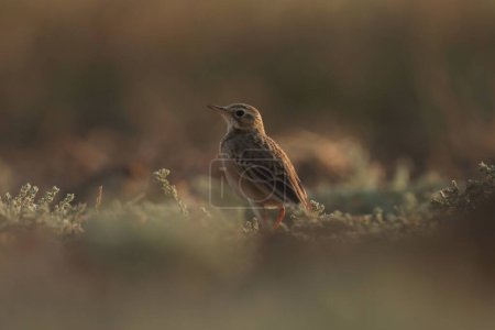 Photo for Brown bird perching on the ground. - Royalty Free Image