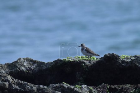 Common sandpiper standing on the rock. Blue background.