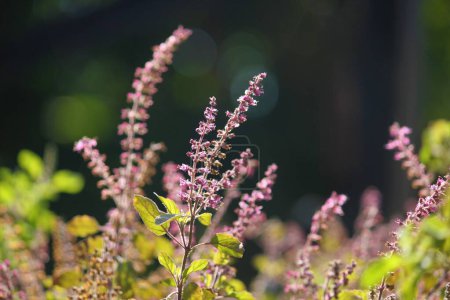Holy basil plant growing in the garden. Ocimum tenuiflorum. Tulsi. Nature background.