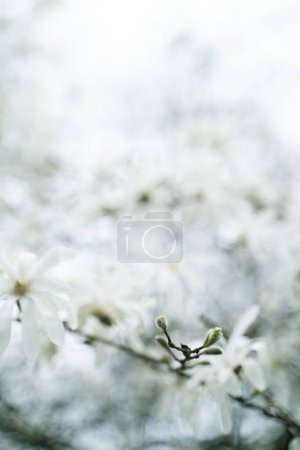 Gros plan d'une brindille avec des bourgeons et de délicates fleurs blanches fleurissant dessus, sur fond de saison printanière floue. Arbre en fleurs