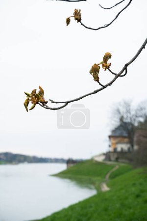 Photo for A spring blooming twig hangs over the river Elbe near beautiful historical building, blending with the natural landscape of grass and sky. The water glistens, creating a happy and serene atmosphere - Royalty Free Image