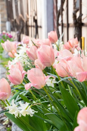 Ein Arrangement aus rosa und weißen Tulpen blüht in einem Garten zwischen sattgrünem Gras und Blumentöpfen und schafft ein schönes Farb- und Texturspiel