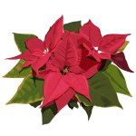Poinsettia flower. Vector realistick isolated illustration on white background for greeting christmas card or background