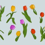 Collection of hand drawn vector tulips with leaves. Flat colored flowers and leaves with colored outlines. Isolated illustration that perfect for stickers, tatoo, pattern, background, wrapping paper