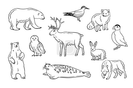 Téléchargez les illustrations : Ensemble d'animaux et d'oiseaux arctiques dessinés à la main. Doodle contour ours polaires, rennes, chouette des neiges, macareux de l'Atlantique sur fond blanc. Idéal pour les pages à colorier, tatouage, motif - en licence libre de droit