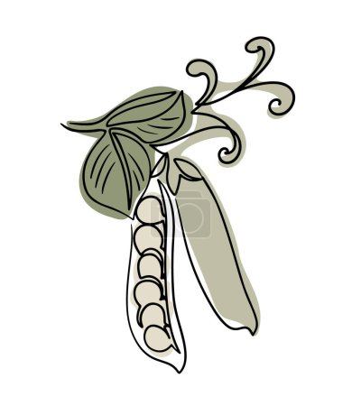 Vintage drawing of green pea branch in boho style. Botanical single line retro drawing of growing vegetable. Contour line outline composition isolated on white background.