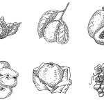 Set of retro hand drawn engraved tropical fruits. Summer food engraved style illustration. Detailed vegetarian sketch. Great for label, poster, print, menu