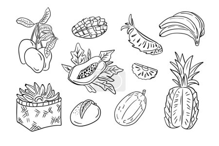 Monochrome outline doodles of tropical fruits in hand drawn style. Vector contour sketchy drawings of sweet fruits on white background. Ideal for coloring pages, tattoo, pattern
