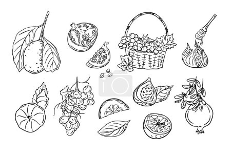 Dessins de gribouillis de contours noirs de fruits subtropicaux. Illustrations vectorielles monochromes croquantes de fruits sucrés sur fond blanc. Idéal pour les pages à colorier, tatouage, motif