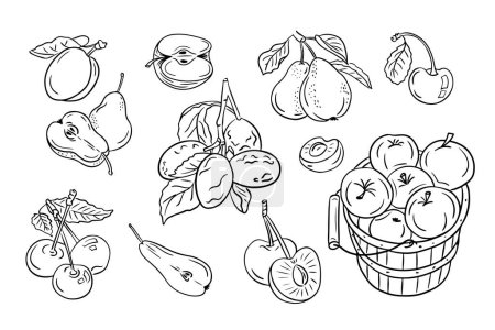 Ordinary fruits from mild climate. Set of black doodles drawings. Vector monochrome sketchy illustrations of sweet fruits on white background. Ideal for coloring pages, tattoo, pattern