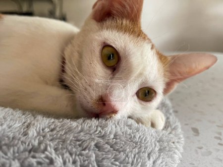 Foto de Potrait de un gato enfermo descansando sobre una almohada. Este gato ha infectado con el virus de la gripe. - Imagen libre de derechos