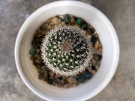 Plant and nature. Close up of a Mammillaria pin cushion cactus in a pot.