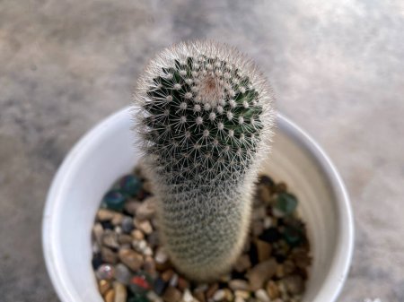 Plant and nature. Close up of a Mammillaria pin cushion cactus in a pot.