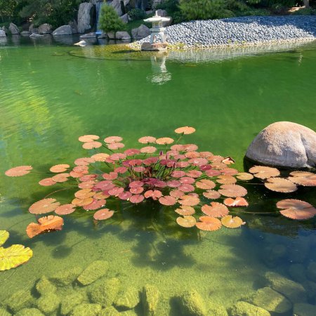 Photo for Lake scenery with lily pads and sunny day. Includes a rock formation background and statue. - Royalty Free Image