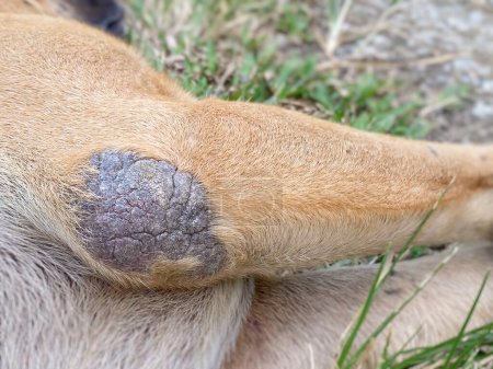 Dog elbow calluses or scabbies. Lying on the ground.